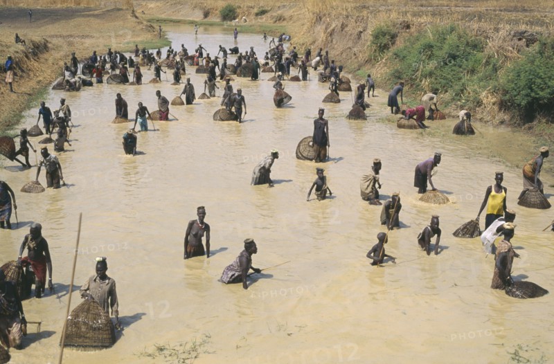 SUDAN, Bahr al Ghazal, Dinka tribe fishing with nets and spears in shallow river.