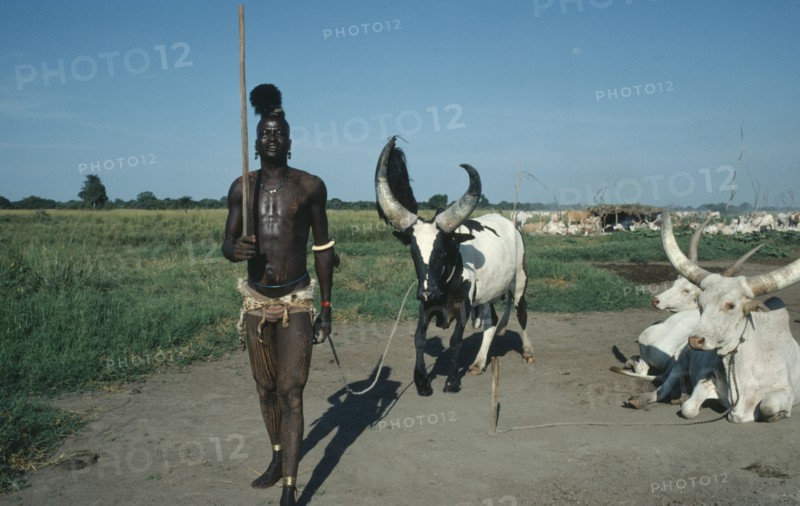 SUDAN, Farming, Dinka tribesman with piebald song ox. Note horns trained to particular shape to distinguish it.  The black and white markings known as marial is highly sought after.