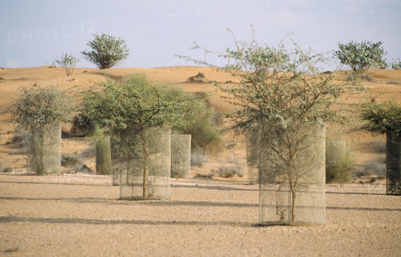 UAE, Dubai, Reaforestation on an extinct lake bed at the Al Maha Desert Resort