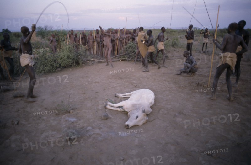 ETHIOPIA, People, Mursi tribe sacrifice cow for Nitha Age Set Ceremony.
