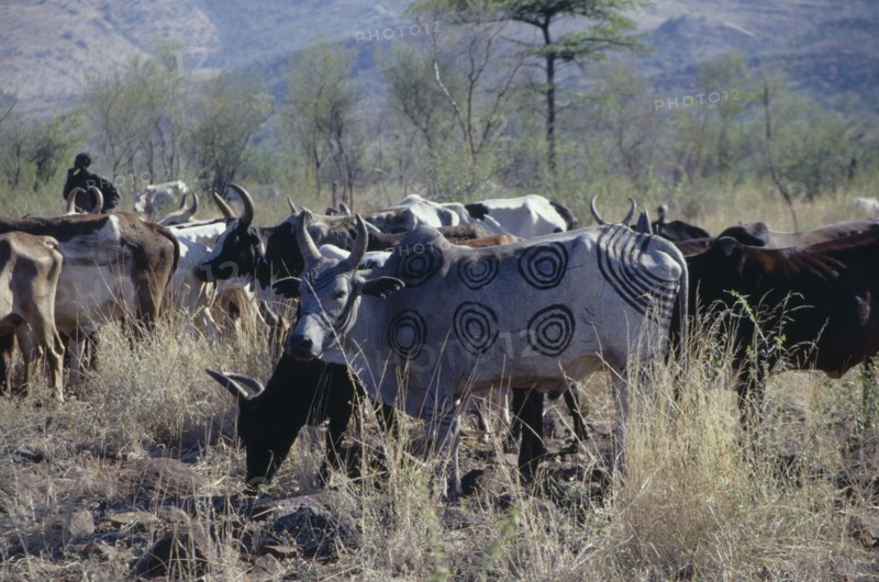 ETHIOPIA, Agriculture, Mursi cattle herd.