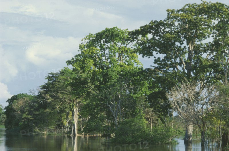 BRAZIL, Para, Amazon floodplain forest