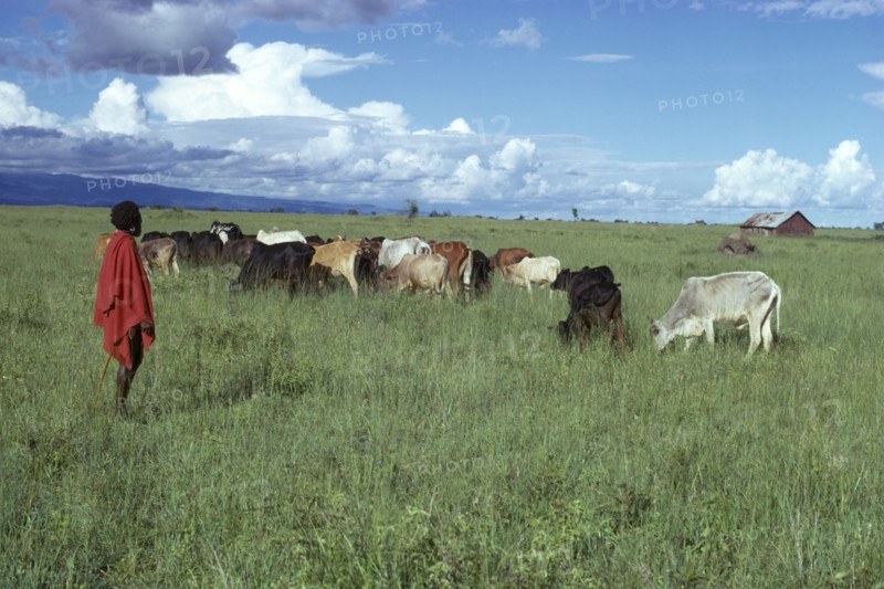 TANZANIA, Farming, Masai boy with cattle herd