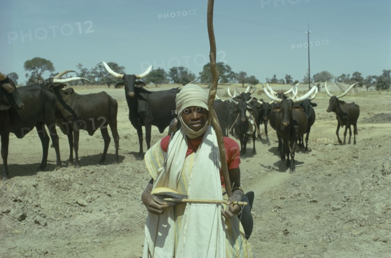 NIGERIA, Sahel, Young Fulani herdsman and longhorn cattle.
