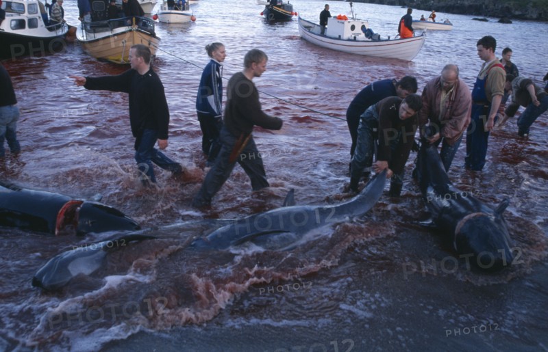 DENMARK, Faroe Islands, Streymoy Island, Torshavn.  Grindadrap traditional killing of pods of pilot whales.  Crowd gathered on beach to meet small fishing boats bringing in whale carcasses.  Sea red with blood.
