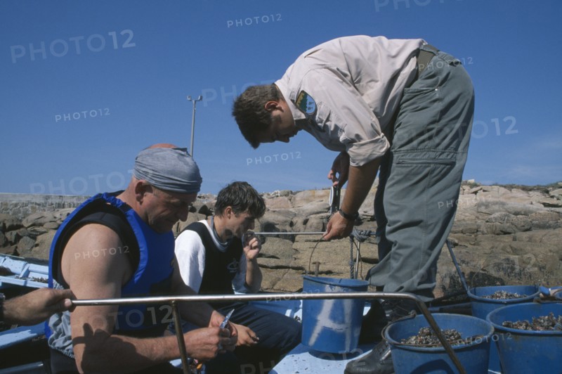 SPAIN, Galicia, Costa da Morte, Inspector weighing catch of goose barnacle fisherman.  Fishing was banned for a year after the 2002 Prestige oil disaster and daily catches are limited to six kilos.