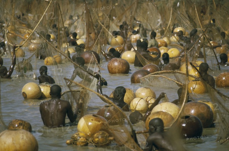 NIGERIA, Argungu, Fishing Festival.  Climax of festival when thousands of giwan ruwa fish confined in stretch of the Sokoto River are caught with hand held nets and calabashes.