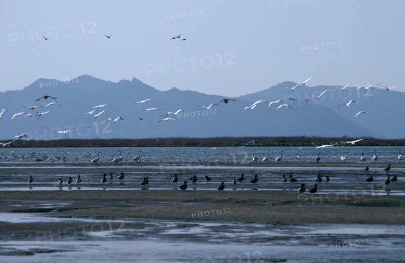 SOUTH KOREA, Nakdong Delta, One of the largest wintering grounds for migratory birds in Asia.