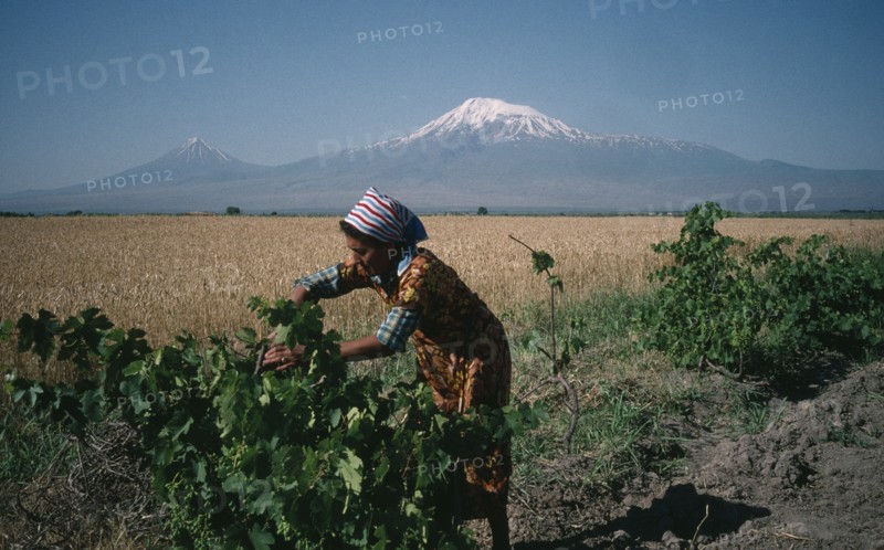 ARMENIA, Agriculture, Village woman working on vines in rural area with Mount Ararat behind.