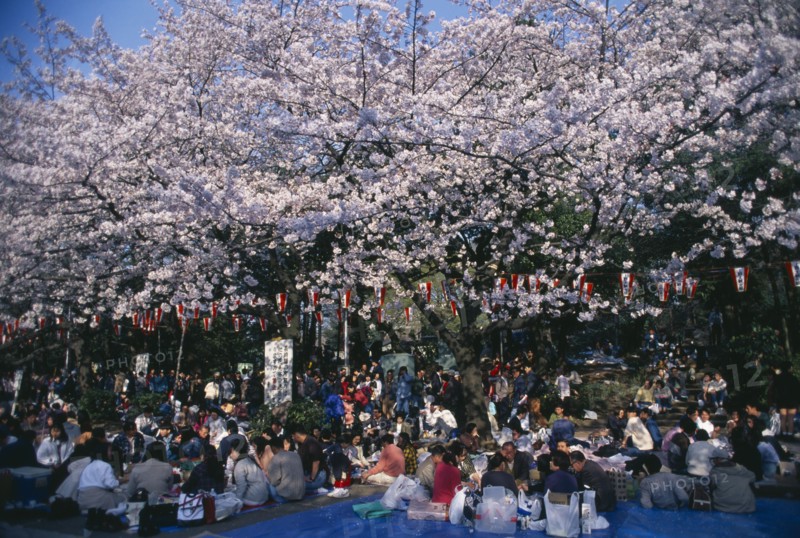 JAPAN, Honshu, Tokyo, Hanami Cherry Blossom viewing parties in Ueno Park