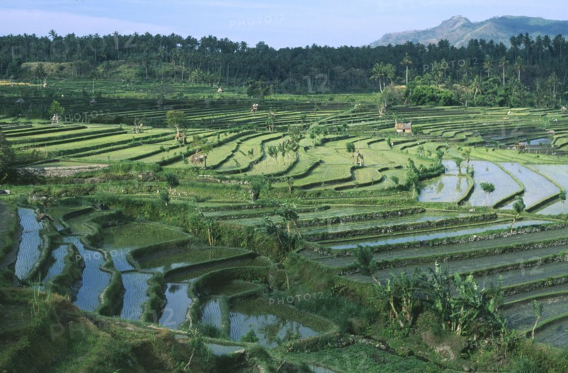 INDONESIA, Bali, Tirtagganga, Rice terraces
