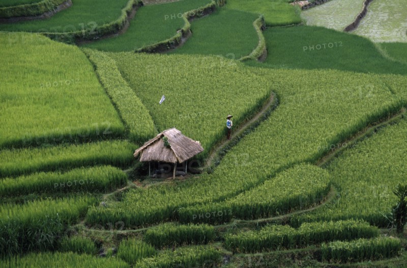 INDONESIA, Bali, Ubud, Rice terraces
