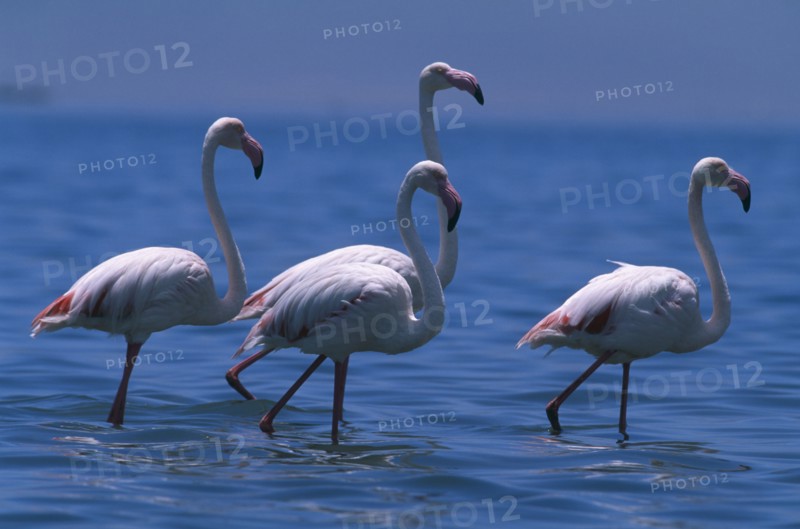 NAMIBIA, Walvis Bay, Flock of Greater Flamingoes wading in the shallow salt pans with the lagoon beyond