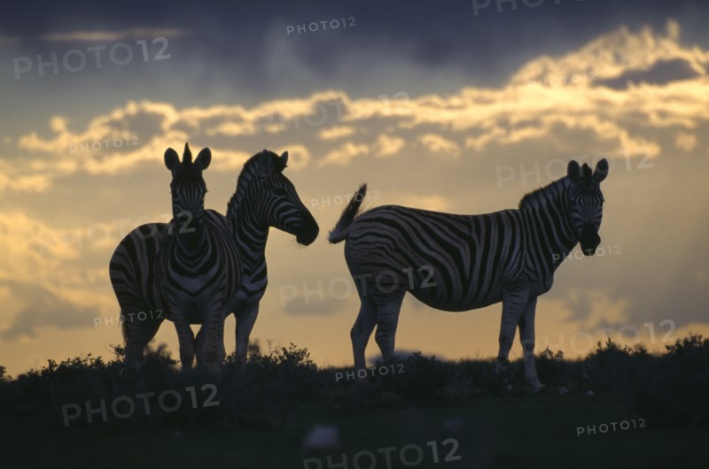 NAMIBIA, Etosha National Park, Plains Zebra silhouetted against a dusky sky