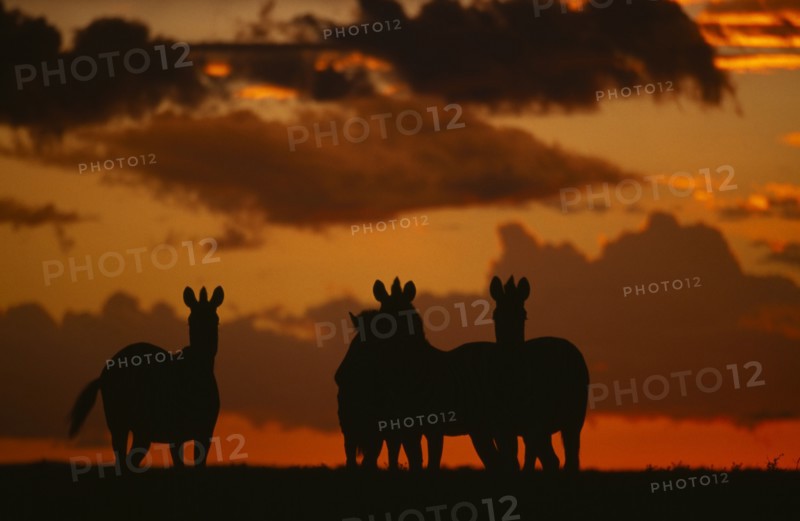 NAMIBIA, Etosha National Park, Plains Zebra silhouetted against an orange setting sky