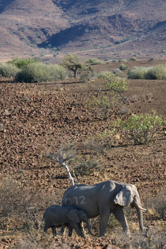 NAMIBIA, Damaraland, Mother and calf desert Elephants walking through arid desert landscape