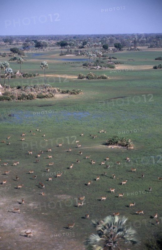 BOTSWANA, Okovango Delta, Aerial view over herd of Red Lechwe antelopes on the floodplains