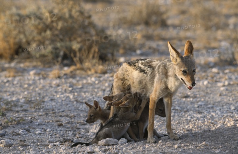 NAMIBIA, Etosha National Park, Black backed Jackal mother and suckling cubs in evening light
