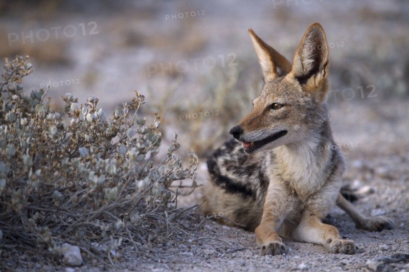 NAMIBIA, Etosha National Park, Black backed Jackal mother sitting next to bush in the evening light