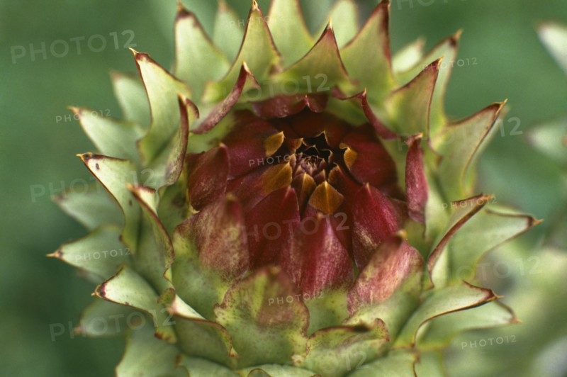 PLANTS, Flowers, Artichoke head detail.