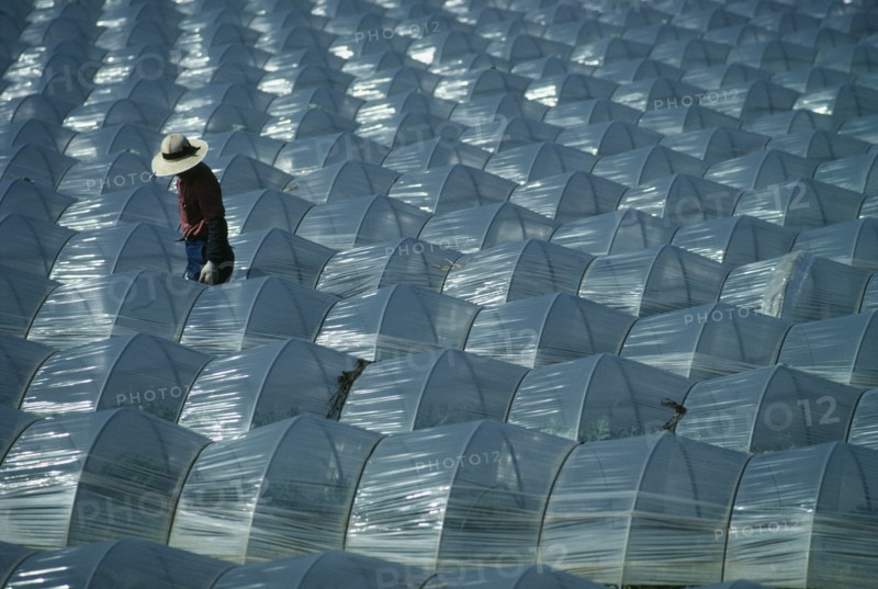 JAPAN, Tako, Chiba, Farmer working in field with plastic protecting watermelon crop.