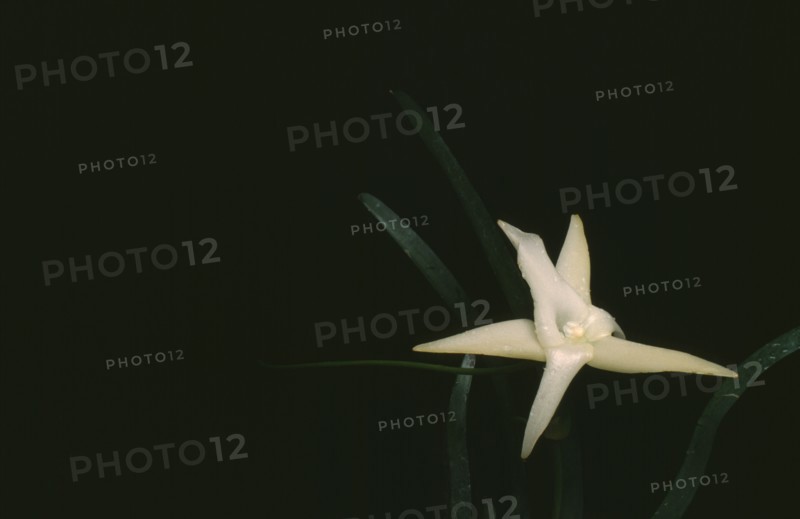 PLANT, Flower, Orchid, Angraecum Sesquipedale.  Orchid mentioned by Charles Darwin.  Has a nectary 12 inches in length and is pollinated by a particular moth.