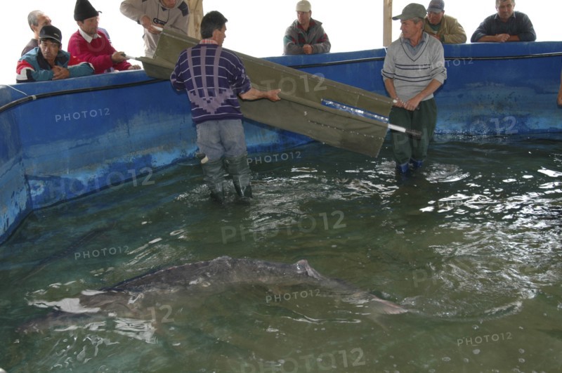 ROMANIA, Tulcea, Isaccea, Employees catching small female sturgeon ready to be released in the Danube River at the Casa Caviar sturgeon hatchery