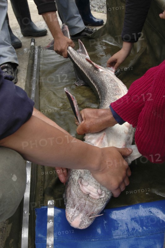 ROMANIA, Tulcea, Isaccea, Female sturgeon being inspected at the Casa Caviar sturgeon hatchery before being released in the Danube River
