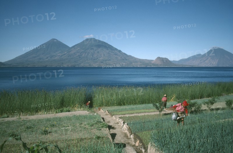 GUATEMALA, Agriculture, Market gardening on the shore of Lake Atitlan.  People watering onions.