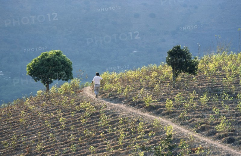 PERU, General, Man walking through a field of coca.  Coca is still traditionally chewed by the Andean Indians but is also the base of cocaine.