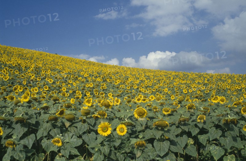 FRANCE, Provence Cote d’Azur, Field of sunflowers.