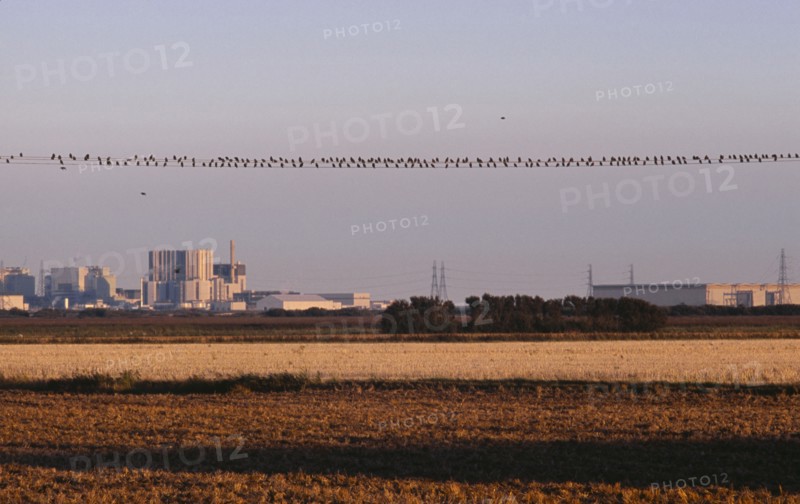 20059205 ENGLAND Kent Dungeness Nuclear Power station seen from across farm land in evening light with starlings perched on power cable lines.