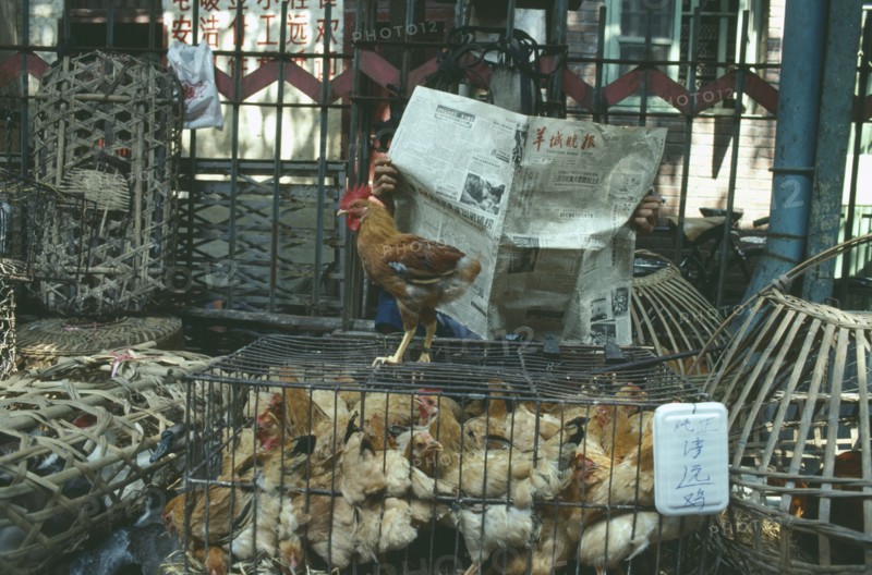CHINA, Guangdong, Guangzhou, Market scene with man reading newspaper behind ducks and chickens in small cages.