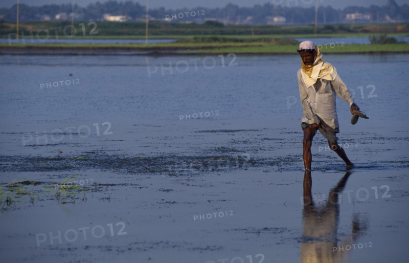 BANGLADESH, Dhaka, Farmer walking through flooded field.
