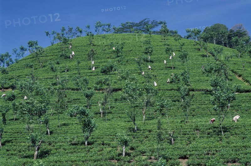 SRI LANKA, Nuwara Eliya, Tamil women picking tea on plantation hillside.