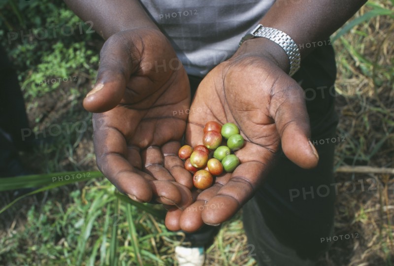 KENYA, Agriculture, Coffee beans held in palm of hand.