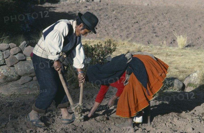PERU, Puno, Lake Titicaca, Taquile.  Husband and wife using Incan plough to plant potatoes.