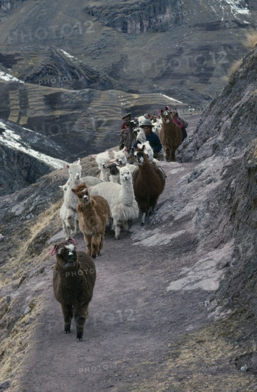 PERU, Cusco, Cordillera Vilcanota, Shepherd family and alpaca herd begining long descent along mountain road to market in Pitumarca.