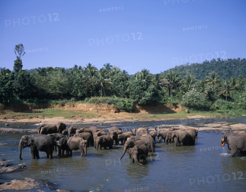 SRI LANKA, Pinawella, View over elephant orphanage with herd in shallow water