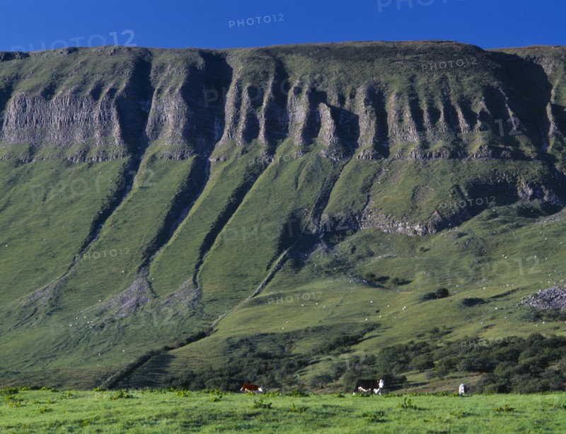 IRELAND, Sligo, Ben Bulben, View toward the flat topped limestone hill with eroded folds and gullys.  Cattle grazing at the base