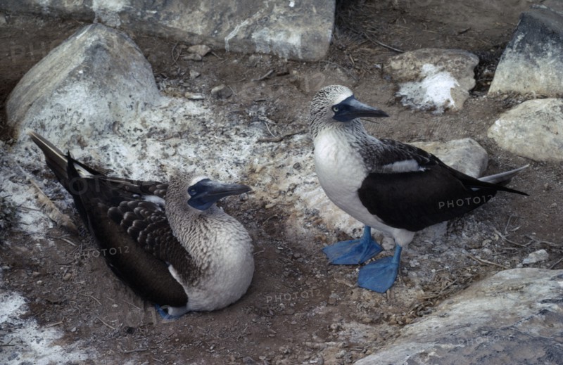 ECUADOR, Galapagos, Pair of Blue Footed Boobies.