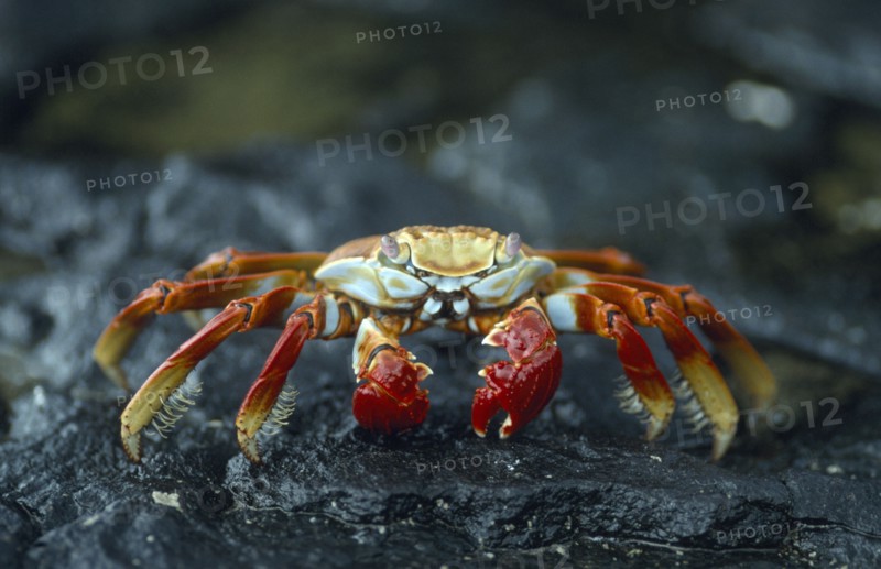 ECUADOR, Galapagos, Sally Lightfoot crab