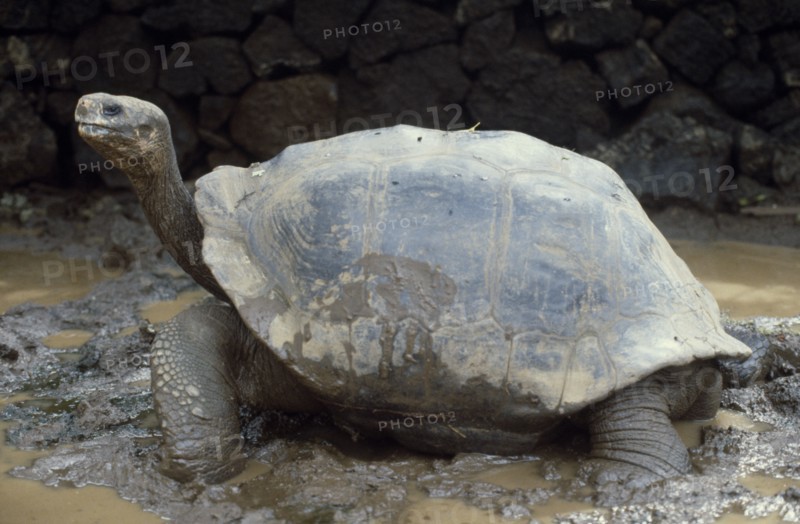 ECUADOR, Galapagos, Giant Tortoise.