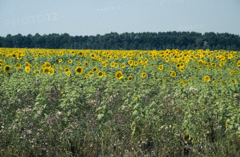 HUNGARY, Great Hungarian Plain, Field of sunflowers.