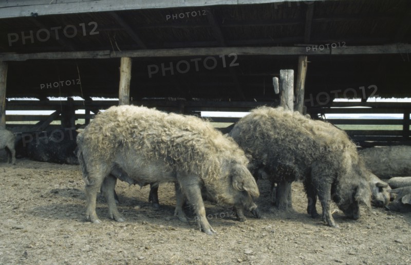 HUNGARY, Great Hungarian Plain, Ancient breed of curly coated Mangalica pig.