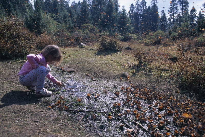 MEXICO, Michoacan State, El Rosario Butterfly Sanctuary, Little girl crouched on ground surrounded by mass of Monarch butterflies on ground and in the air.