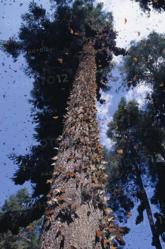 MEXICO, Michoacan State, El Rosario Butterfly Sanctuary, Mass of Monarch butterflies on trunk of tree and in the air surrounding it.