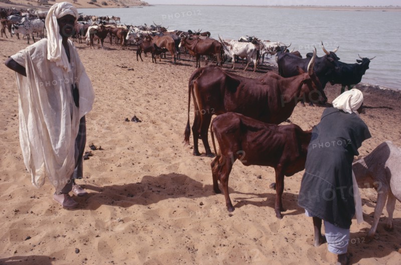 NIGER, Agriculture, Men standing with herd of cattle next to water.