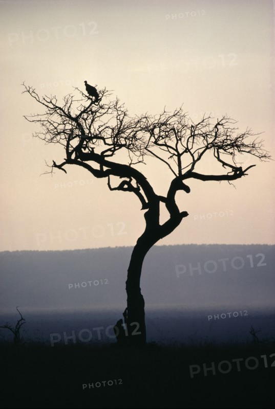 TANZANIA, Birds, Tree with a vulture perched on branch in dusk light.