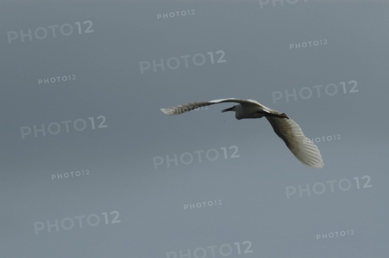 ROMANIA, Tulcea, Danube Delta, White pelican in full flight at Danube Delta Biosphere Reserve